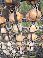 Muscheln